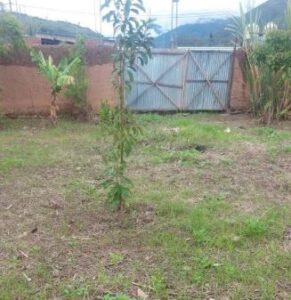 04.03.03 AMBO - TOMAYQUICHUA - TERRENO EN VENTA