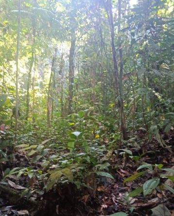03.05.03 AGUAYTIA - TERRENO EN VENTA POR HECTAREAS