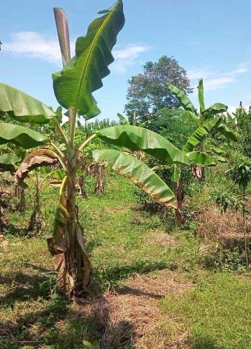 01.02.03 MILAGROS - TINGO MARIA - TERRENO EN VENTA