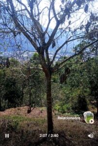 02.01.10 TINGO MARIA - CIUDAD - TERRENO EN VENTA