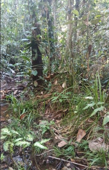 03.05.03 AGUAYTIA - TERRENO EN VENTA POR HECTAREAS