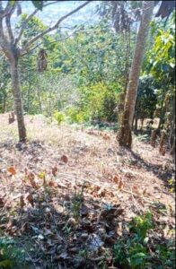 02.01.10 TINGO MARIA - CIUDAD - TERRENO EN VENTA