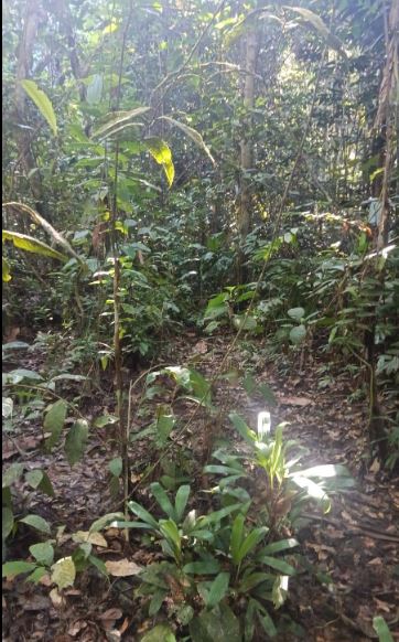 03.05.03 AGUAYTIA - TERRENO EN VENTA POR HECTAREAS