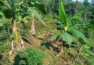 01.04.02 CAMPO VERDE - PUCALLPA - TERRENO EN VENTA